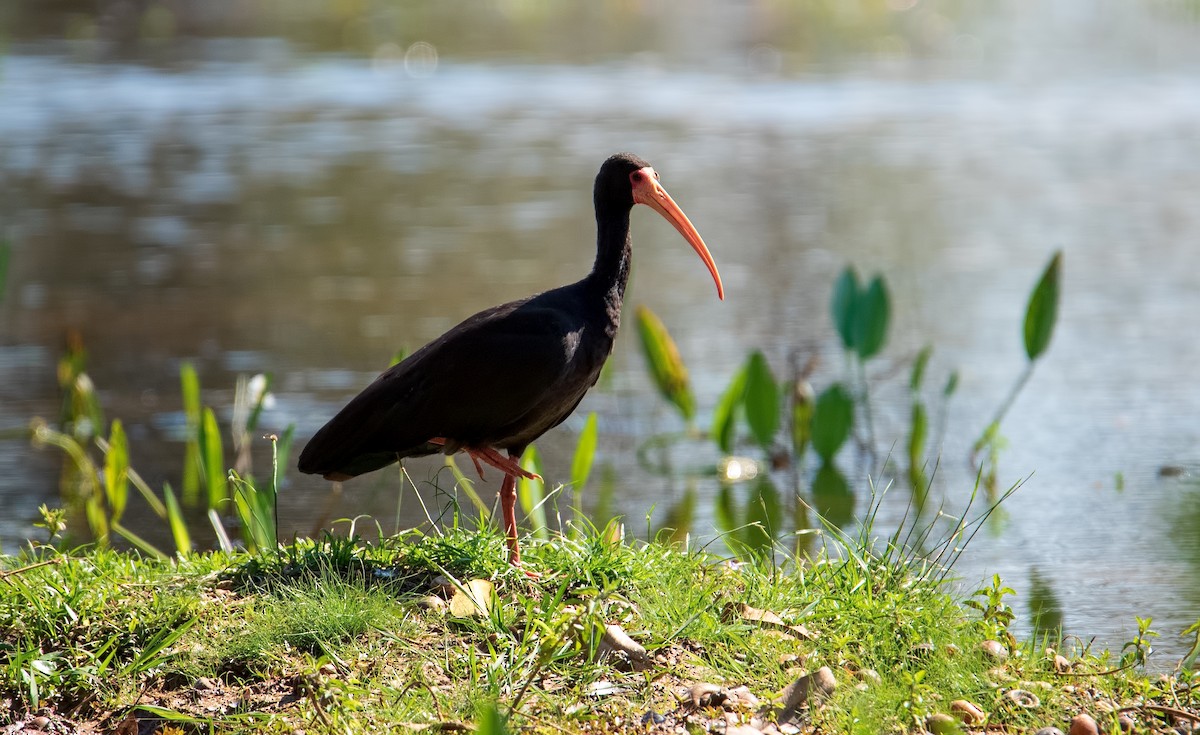 Ibis à face nue - ML270217161