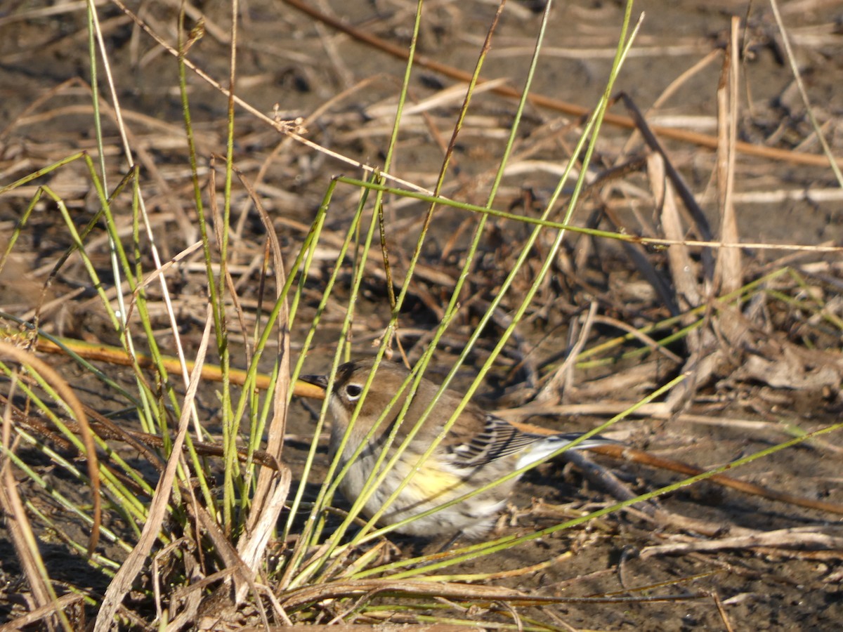 Paruline à croupion jaune - ML270217451