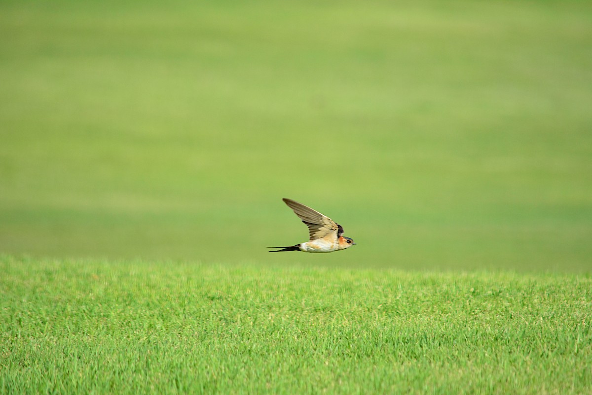 Red-rumped Swallow - ML270217601