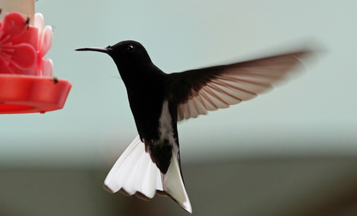kolibřík černobílý - ML270219541