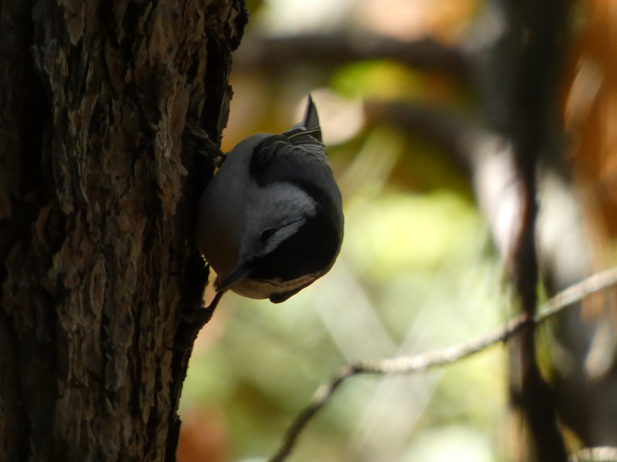 White-breasted Nuthatch - ML270220941