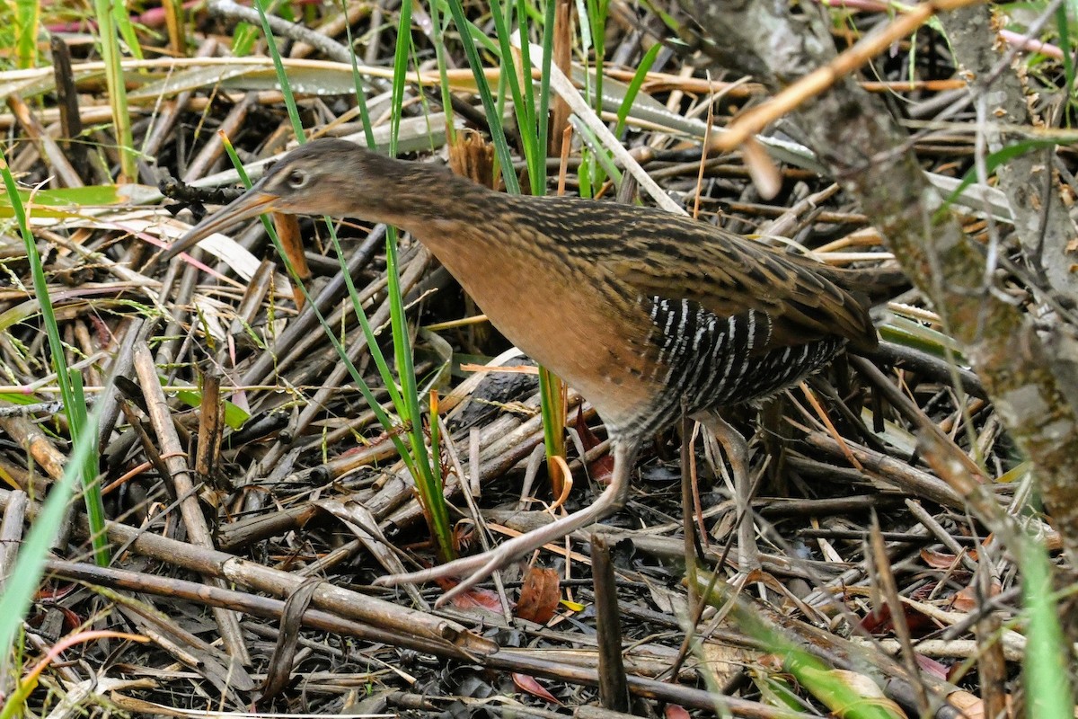 King Rail - Ezekiel Dobson