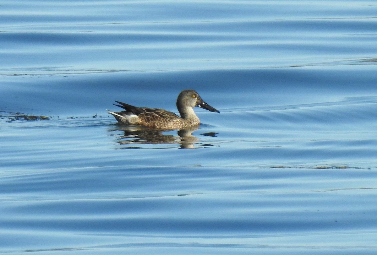 Northern Shoveler - ML270225791