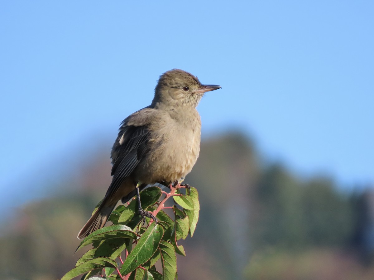 Great Shrike-Tyrant - ML270227661