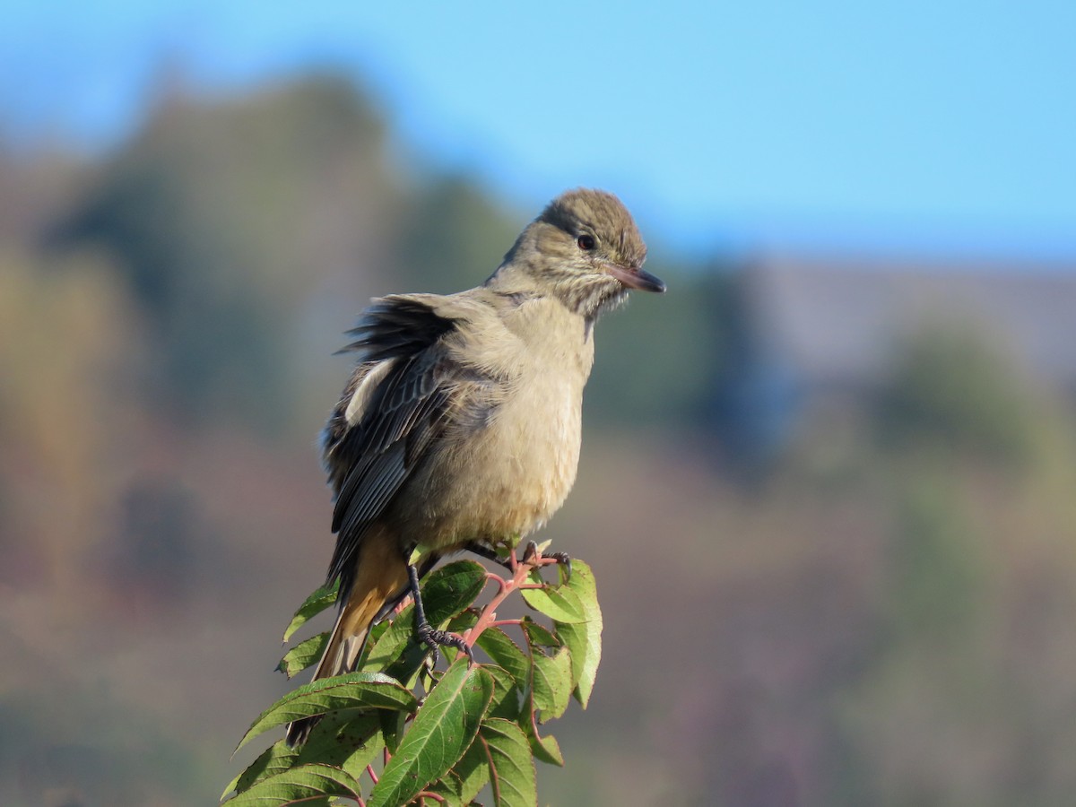 Great Shrike-Tyrant - ML270227691