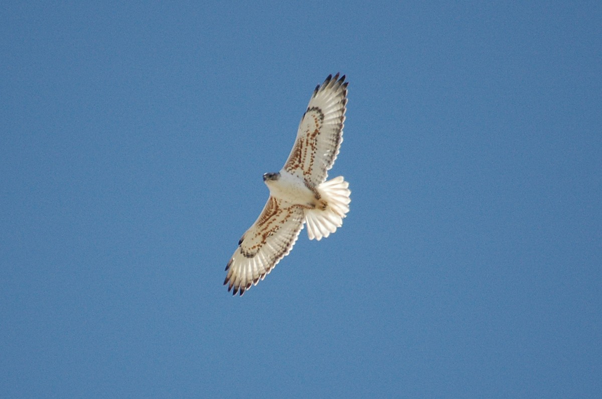 Königsbussard - ML270227781