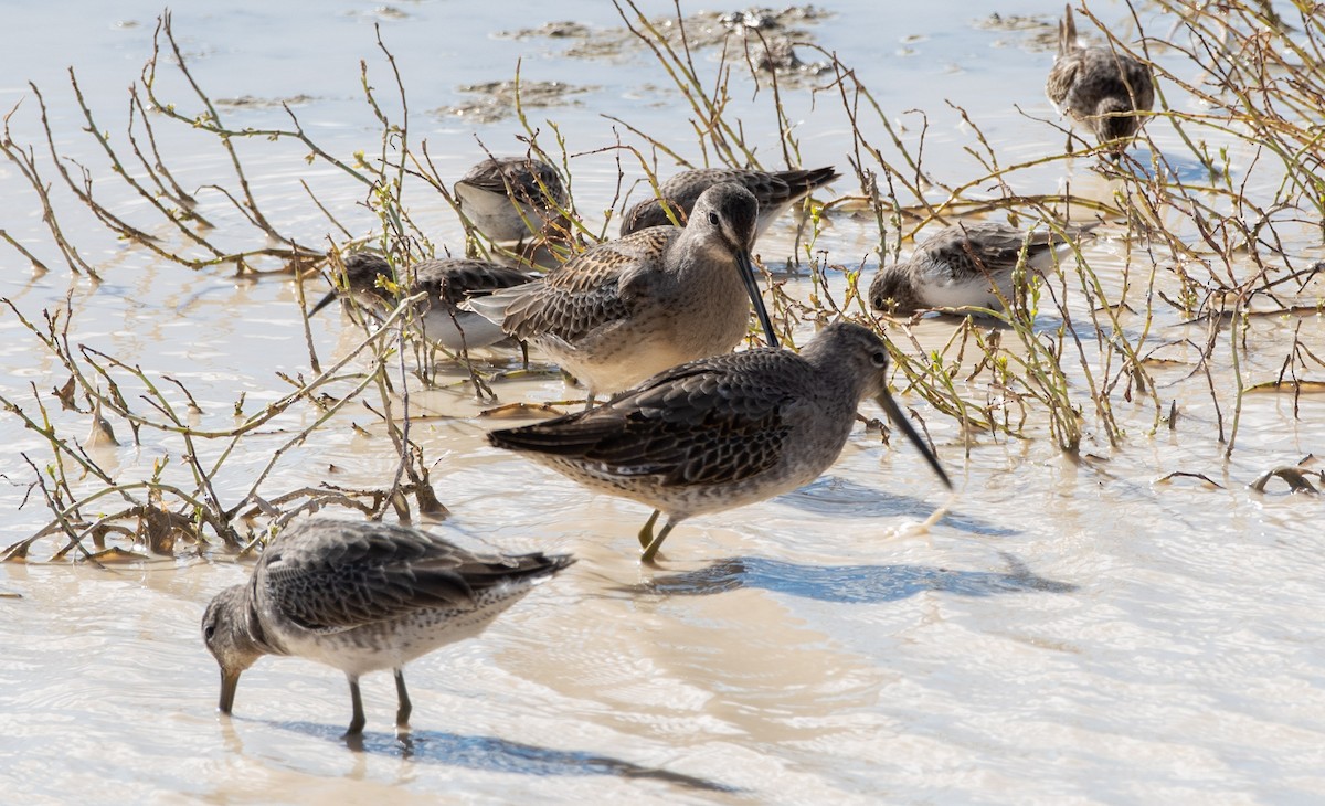 Long-billed Dowitcher - ML270228141