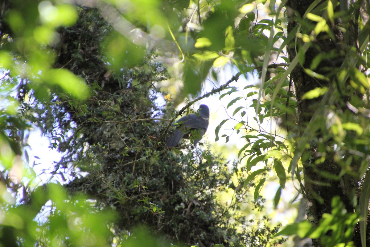 North Island Kokako - ML270229871