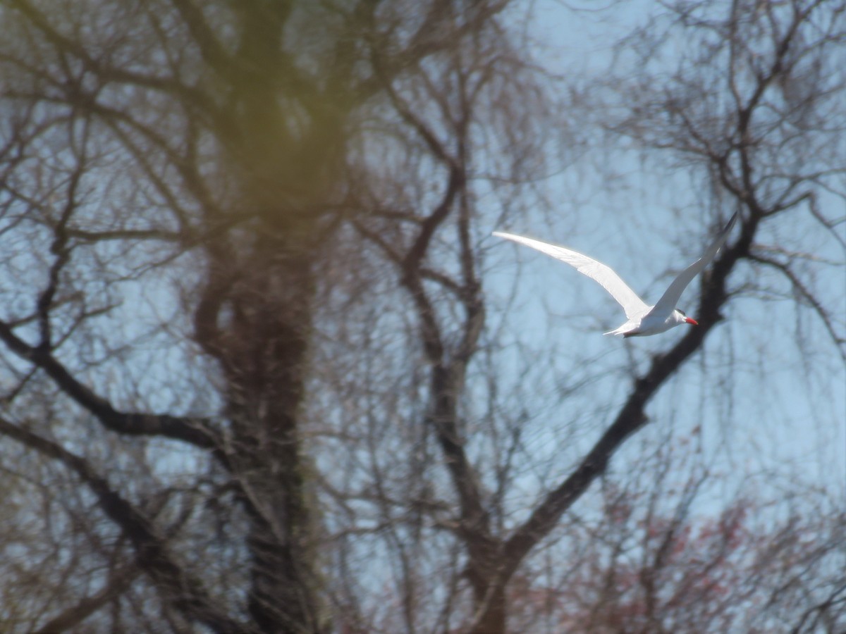 Caspian Tern - ML27023091