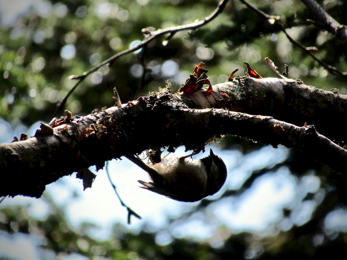 Boreal Chickadee - Tucker Frank