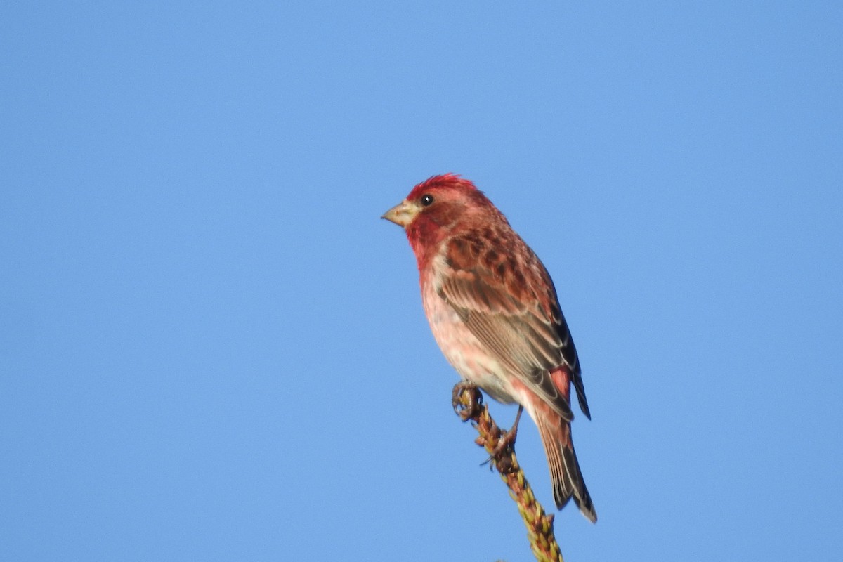 Purple Finch - ML27023221