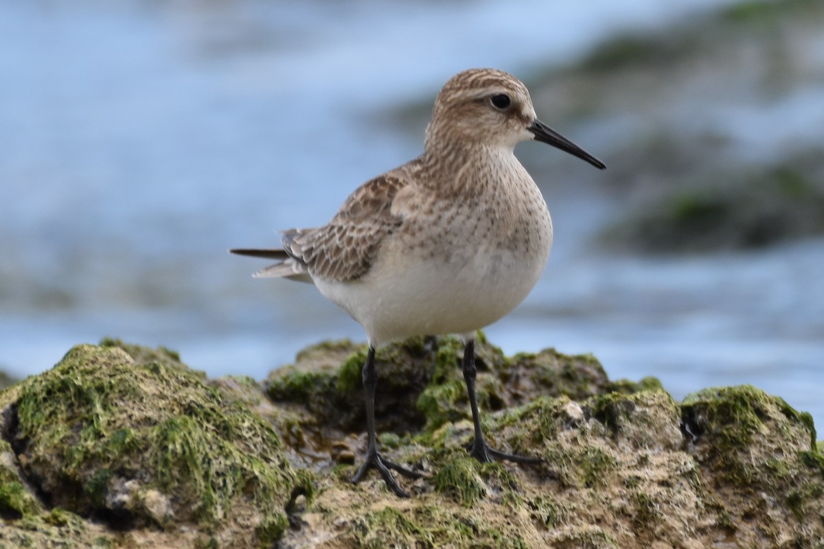 Baird's Sandpiper - ML270234761