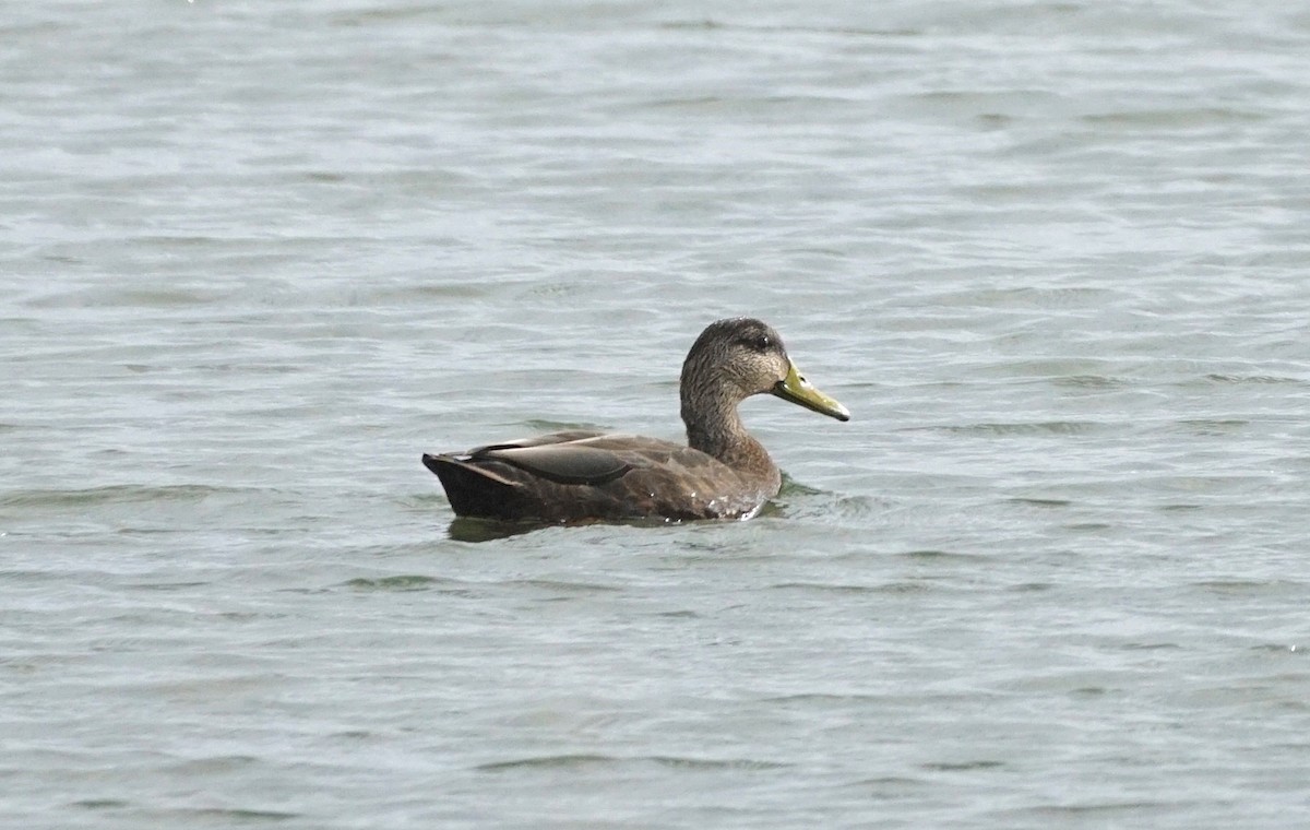 American Black Duck - ML270234861