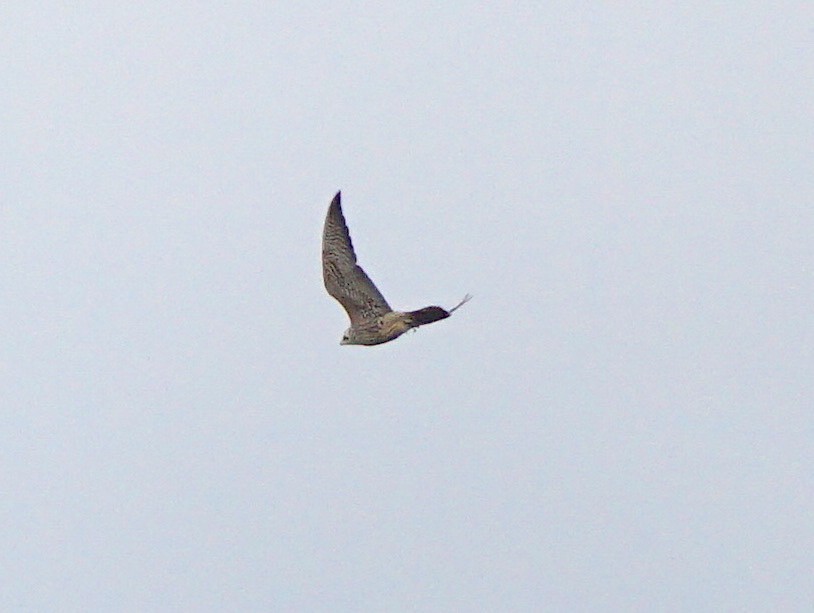 Peregrine Falcon - ML270235141