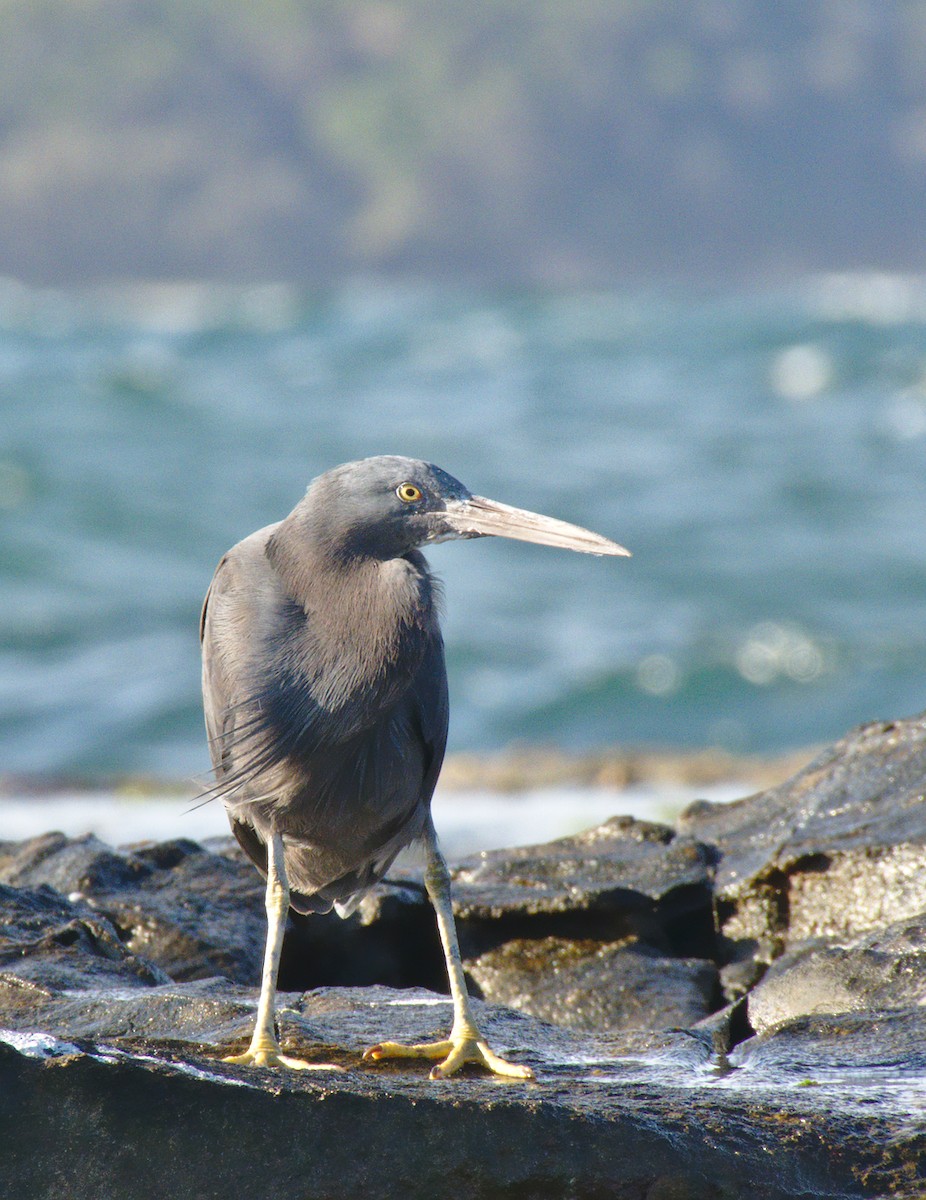 Pacific Reef-Heron - Kent Warner