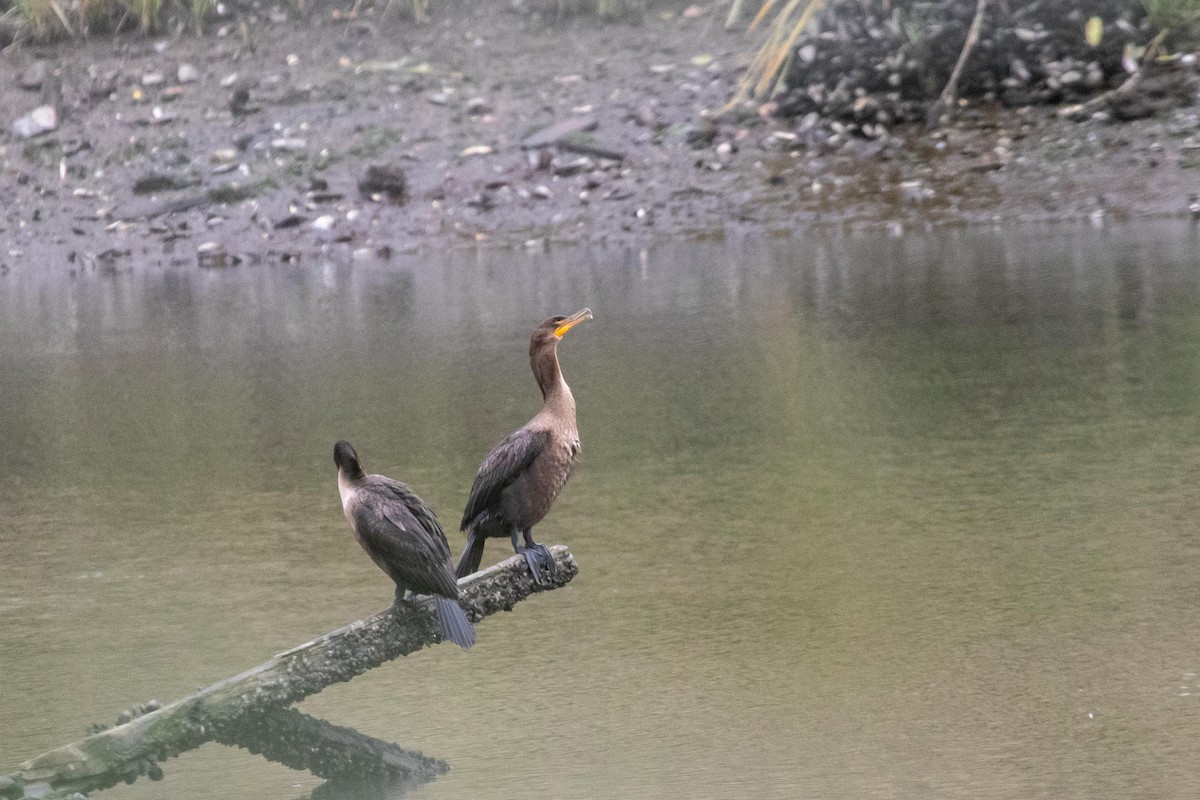 Double-crested Cormorant - ML270238681