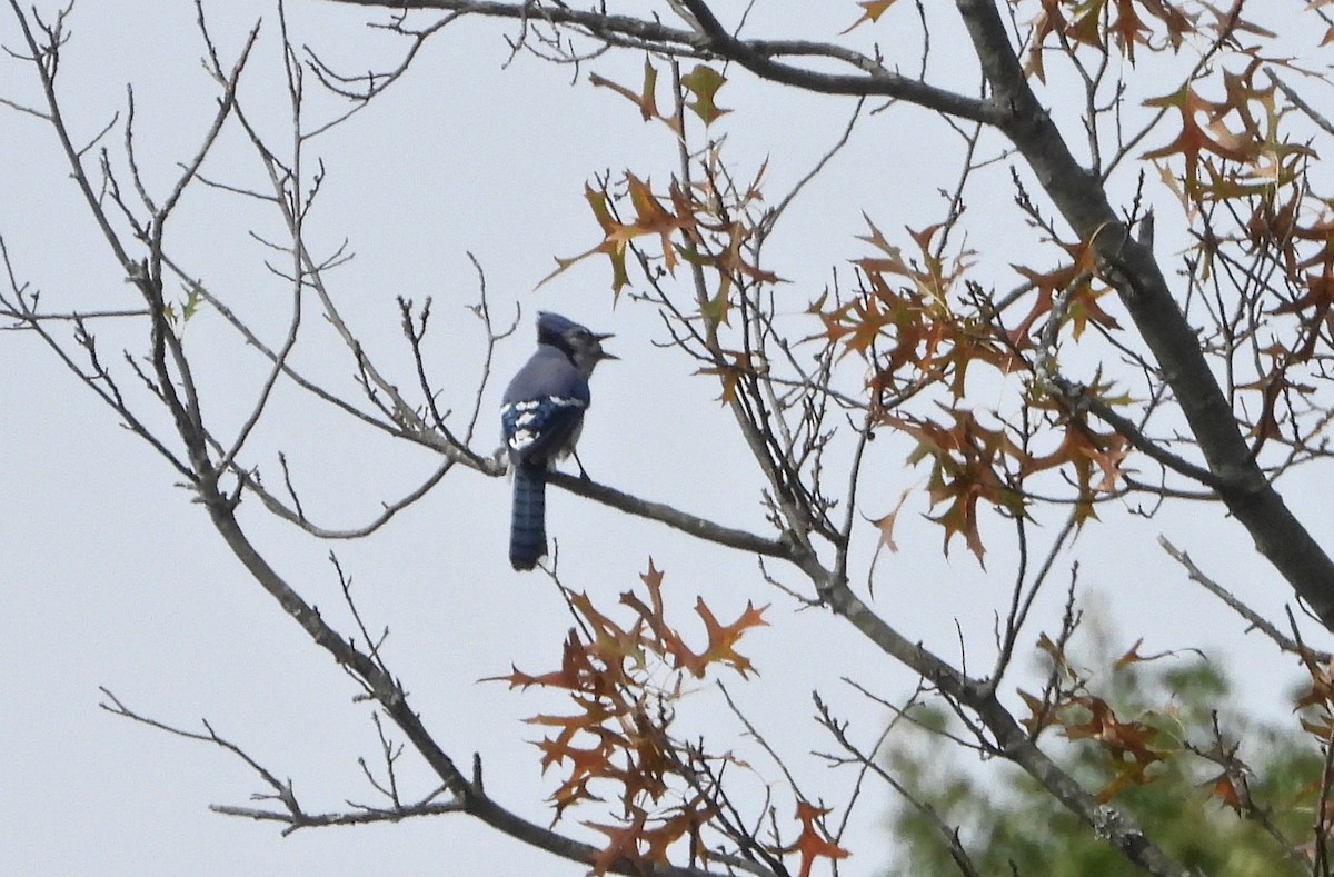 Blue Jay - ML270239011