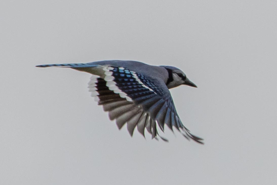 Blue Jay - ML270239501