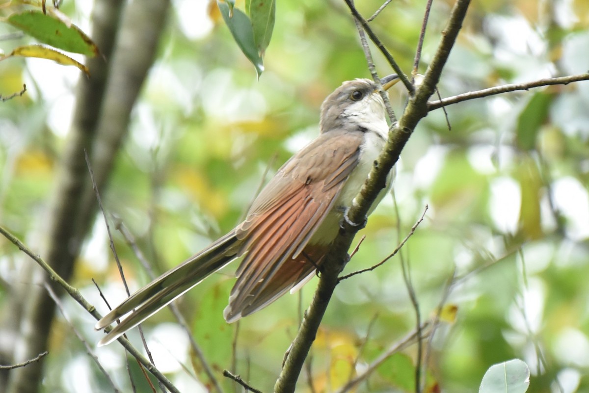 Yellow-billed Cuckoo - Jeffrey Turner