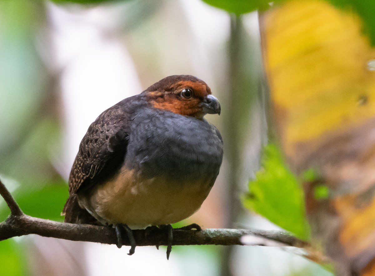 Tawny-faced Quail - John Sterling