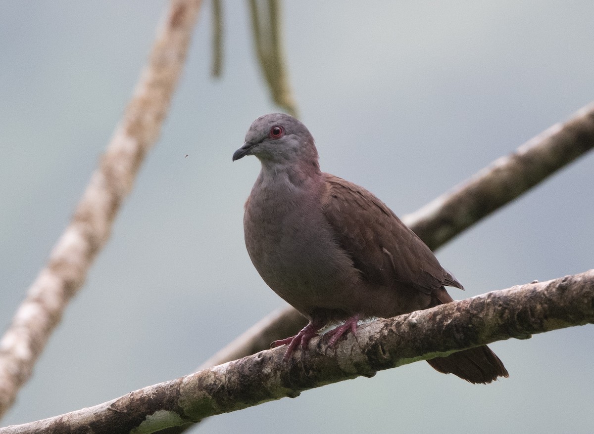 Pigeon de Goodson - ML270241621