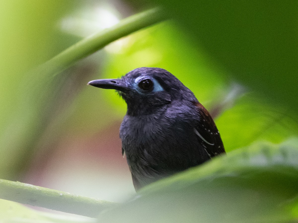 Chestnut-backed Antbird - ML270242501