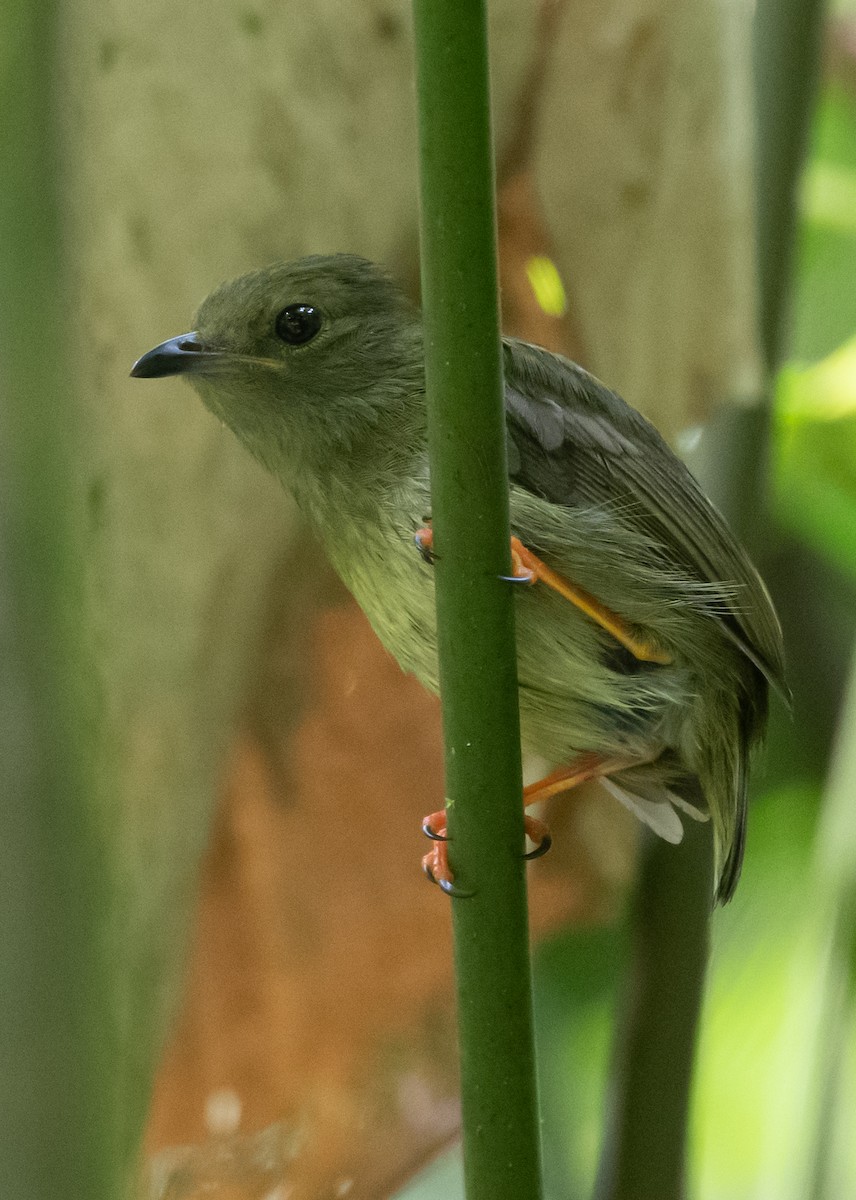 White-bearded Manakin - ML270242721