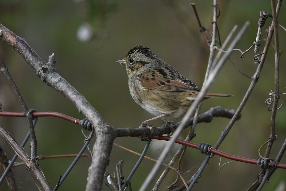 Swamp Sparrow - ML270244781