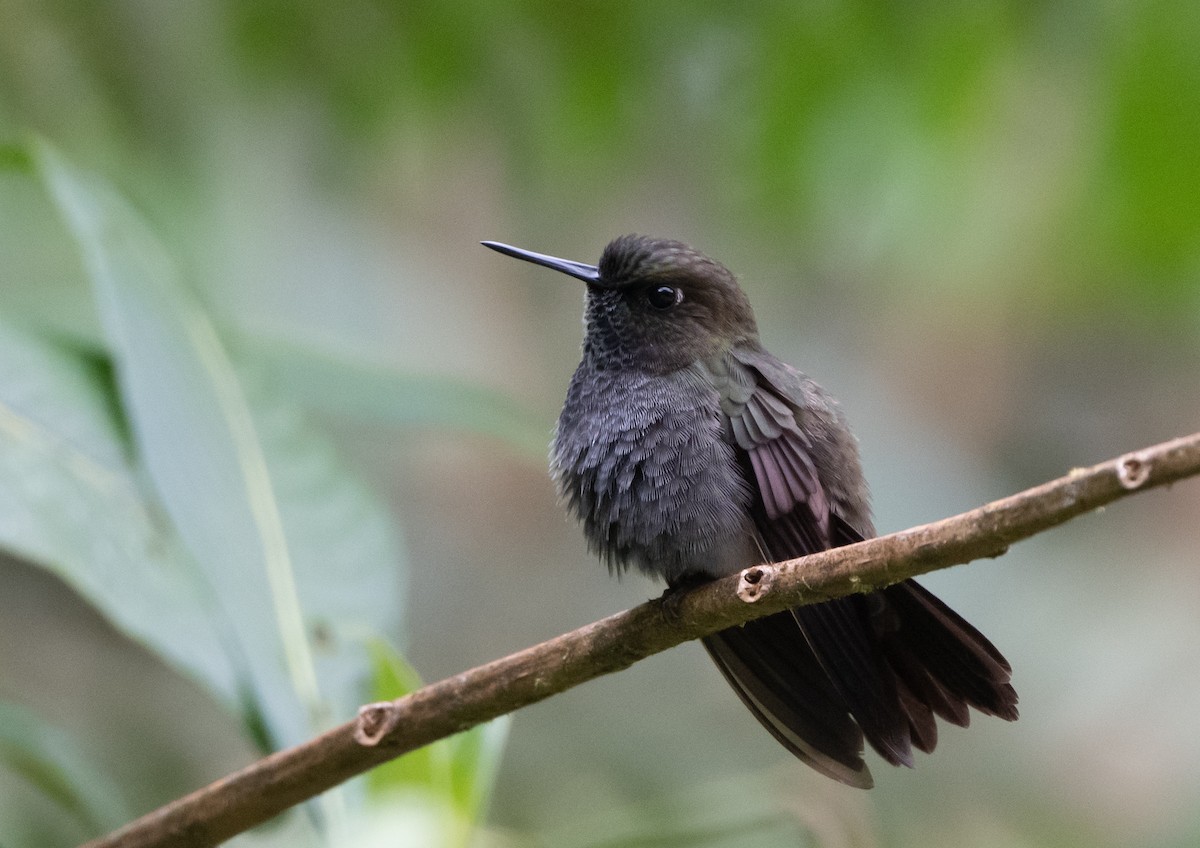 Hoary Puffleg - ML270245231