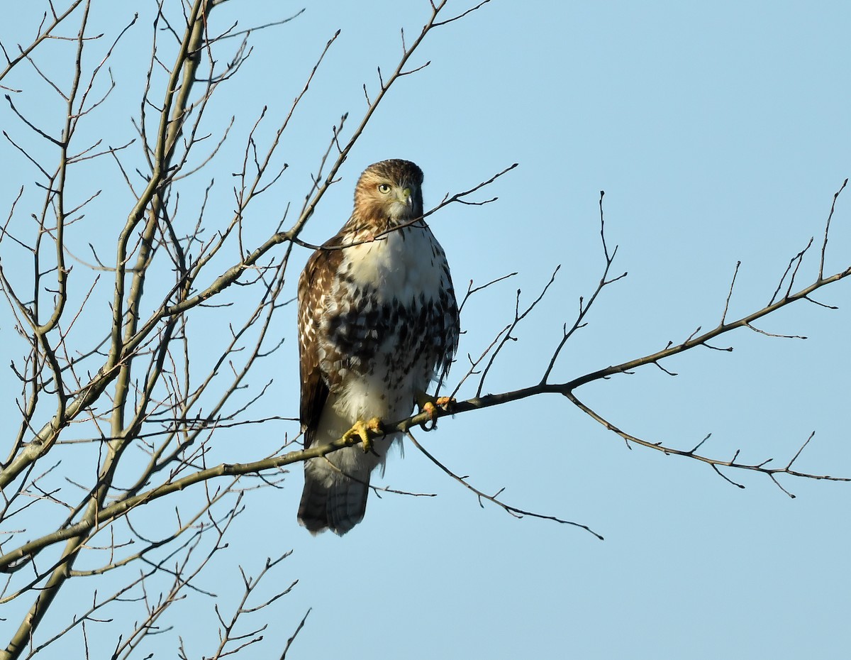 Red-tailed Hawk - ML270246741