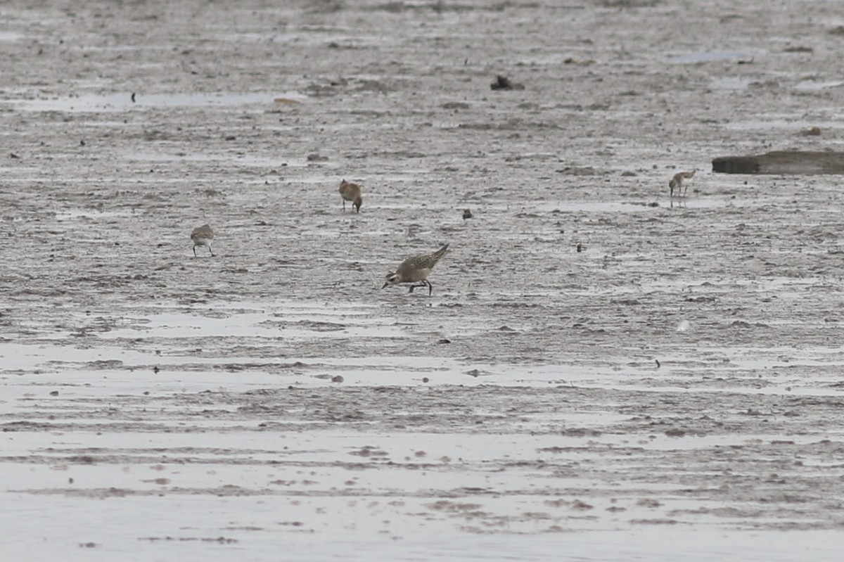 American Golden-Plover - ML270247071