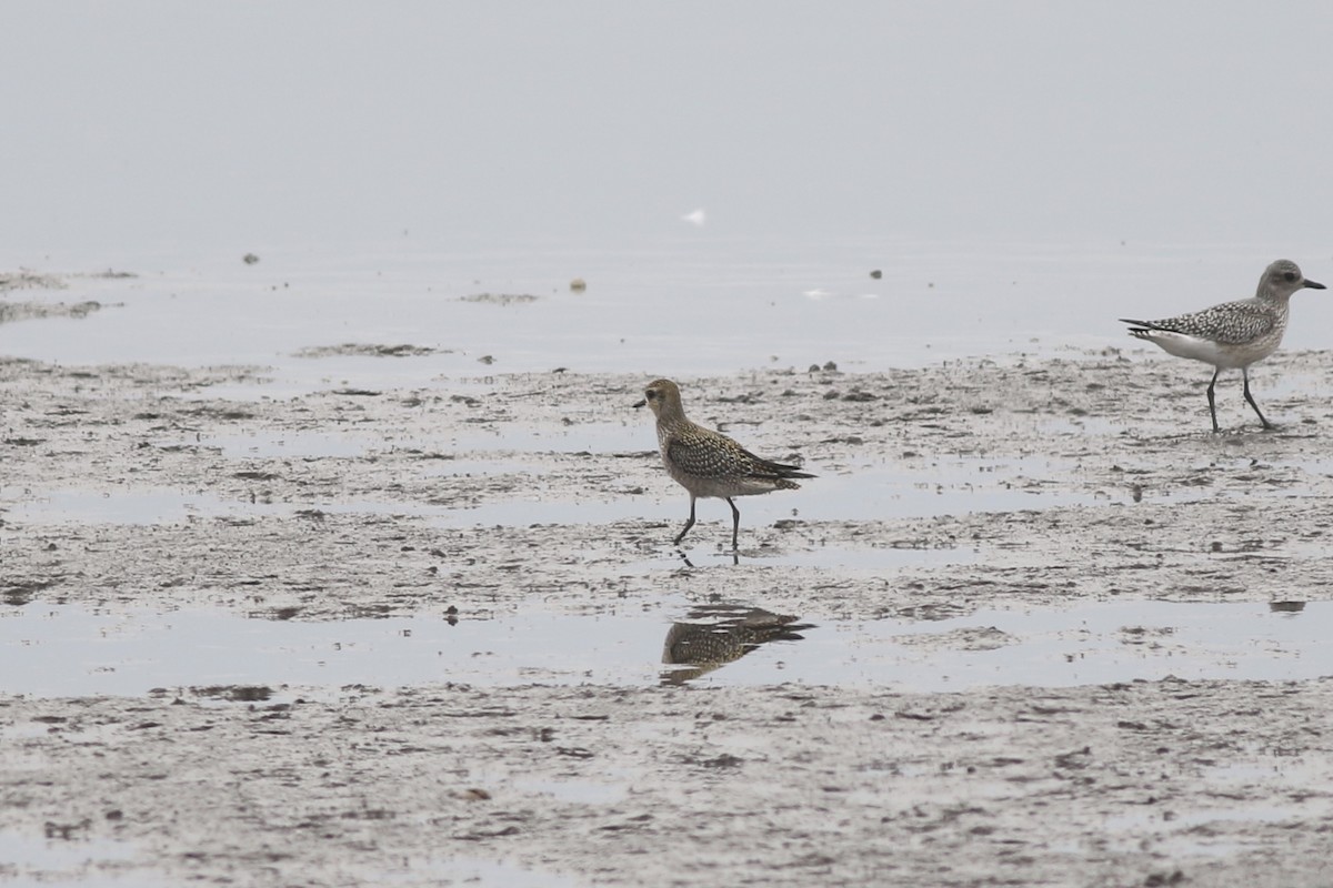 American Golden-Plover - ML270247081
