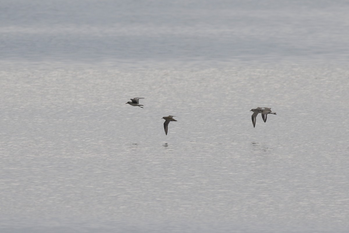 American Golden-Plover - ML270247101