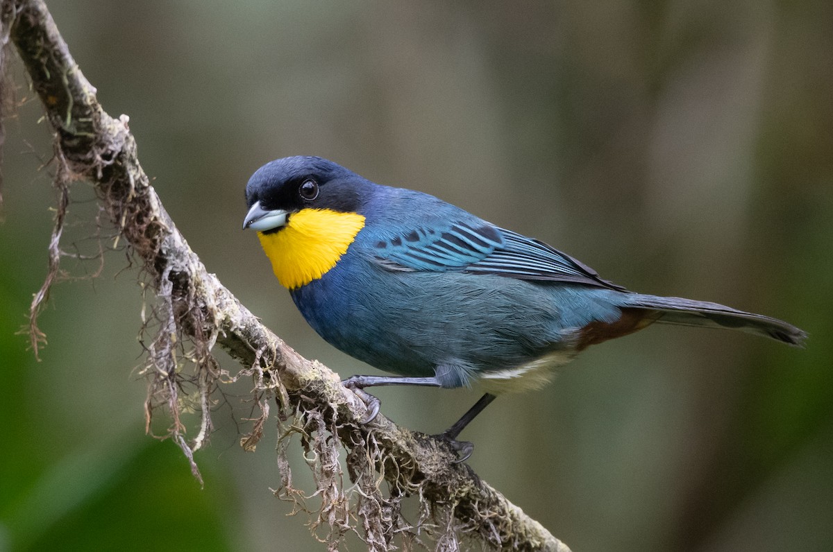 Purplish-mantled Tanager - ML270247571