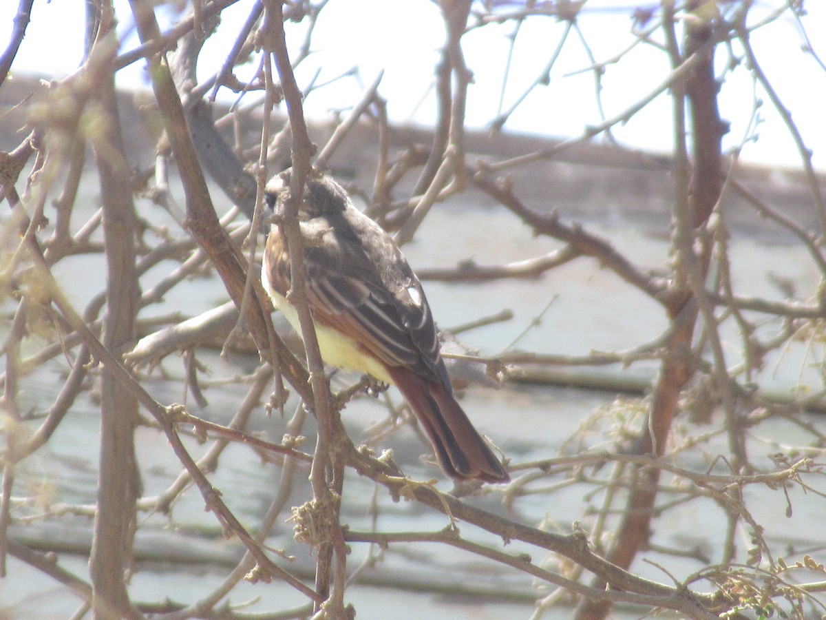 Baird's Flycatcher - ML270247771