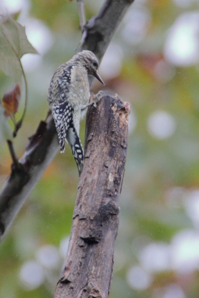 Yellow-bellied Sapsucker - ML270249451