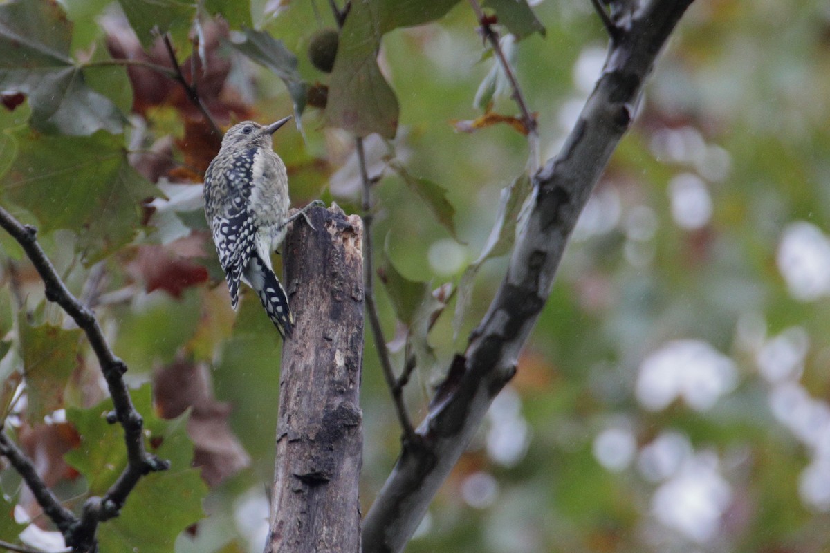 Yellow-bellied Sapsucker - ML270249501