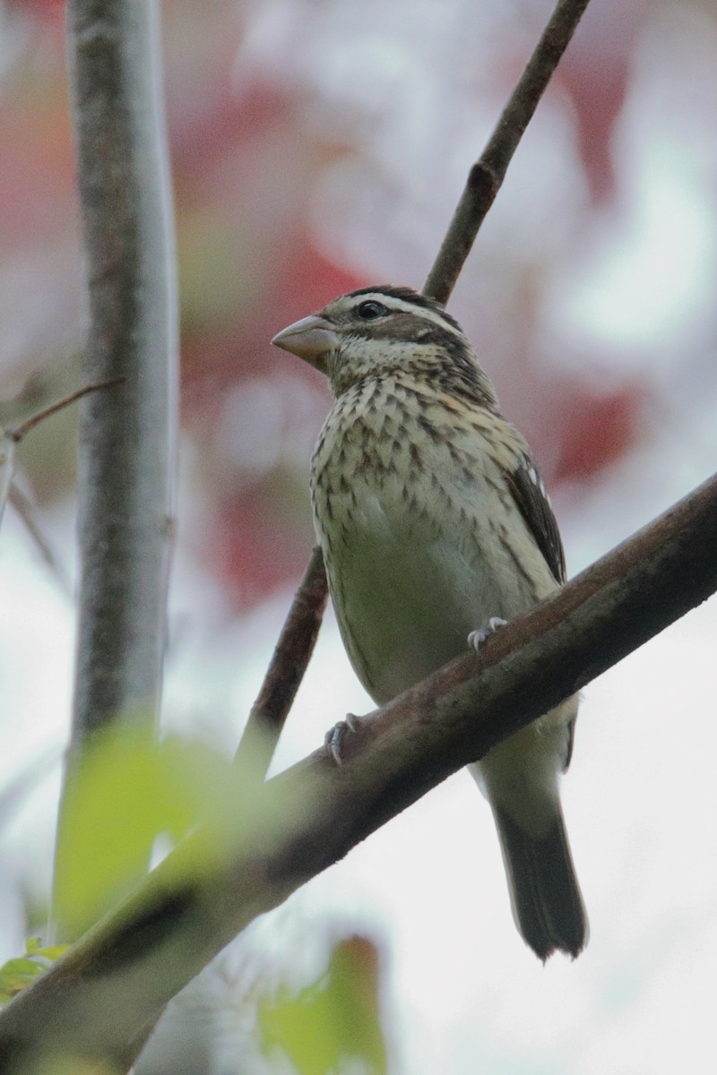 Rose-breasted Grosbeak - ML270249571