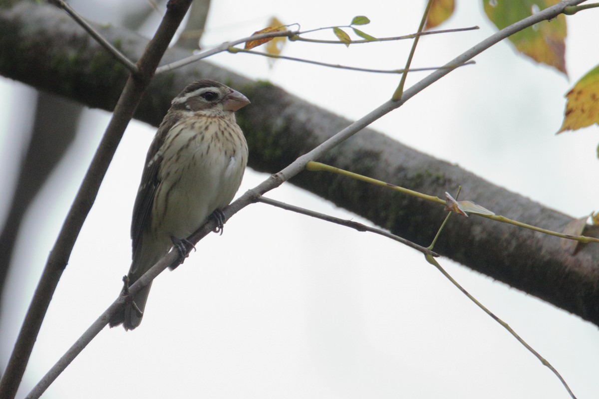 Rose-breasted Grosbeak - ML270249651