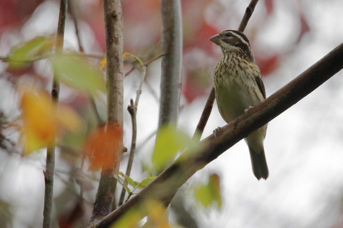 Rose-breasted Grosbeak - ML270249671