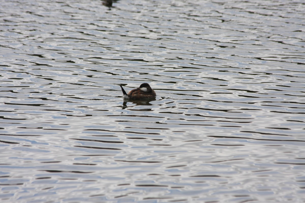 Ruddy Duck - ML270250751