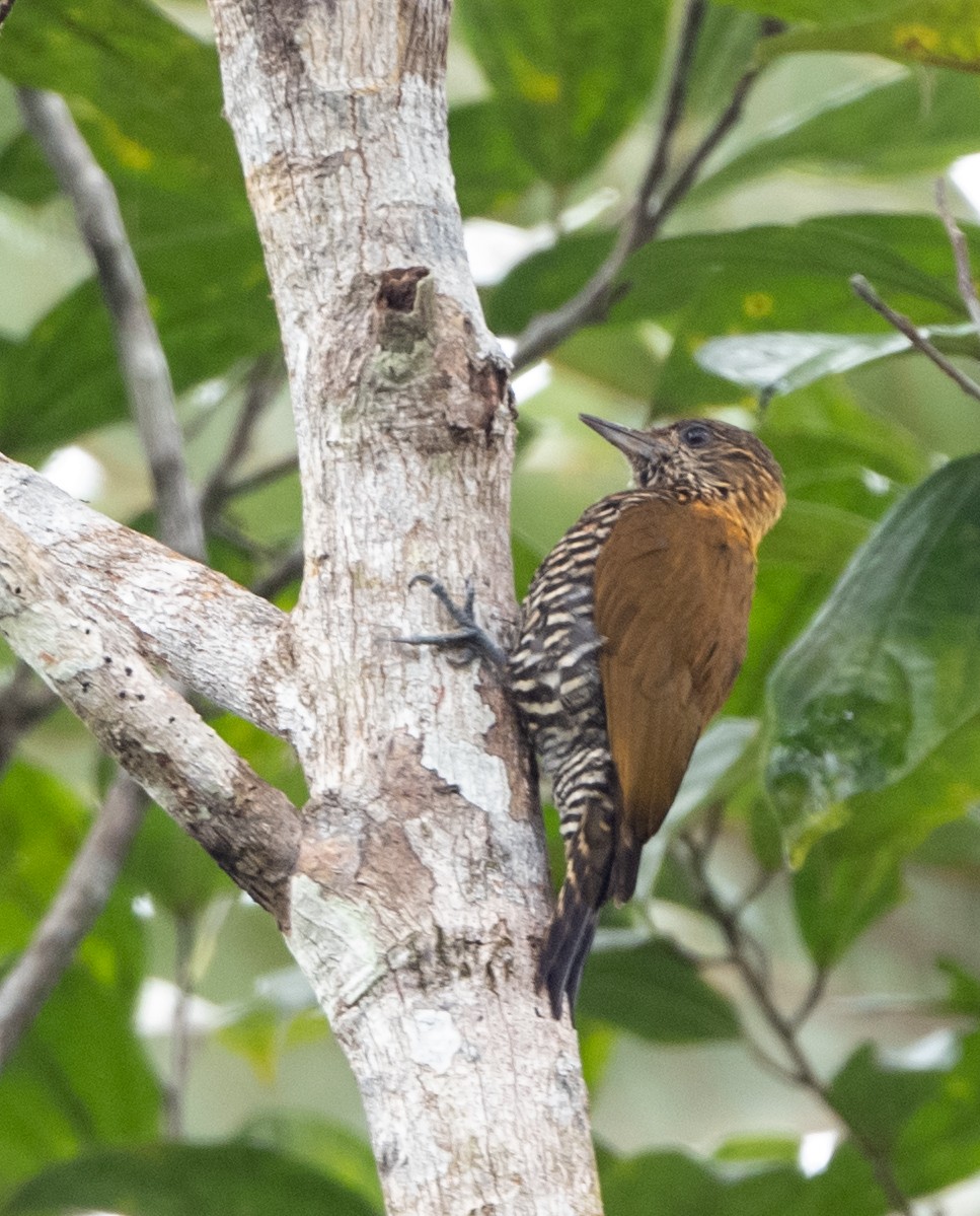 Carpintero del Chocó - ML270250961