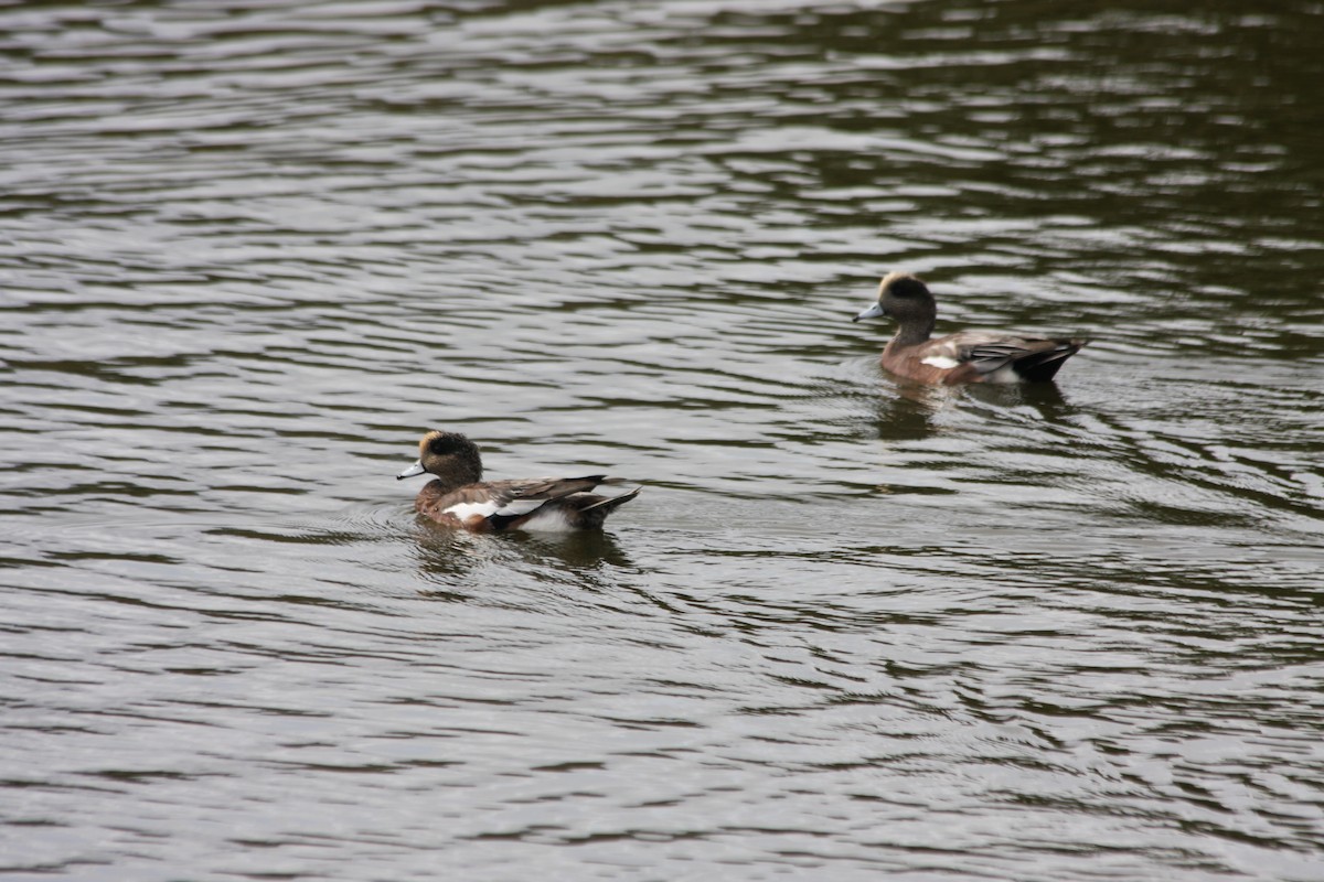 Canard d'Amérique - ML270251011