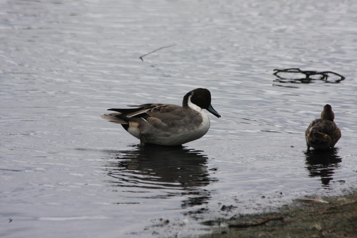 Northern Pintail - ML270251931