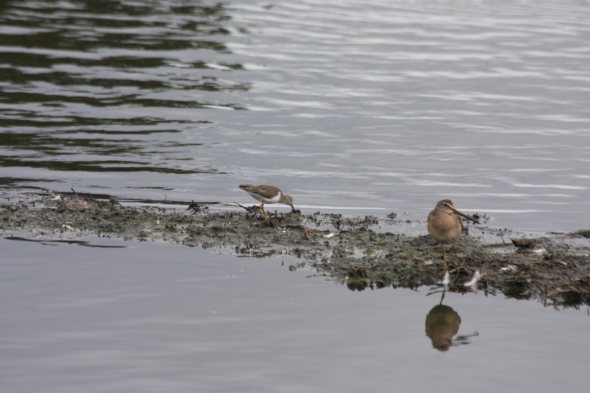 Spotted Sandpiper - ML270252151