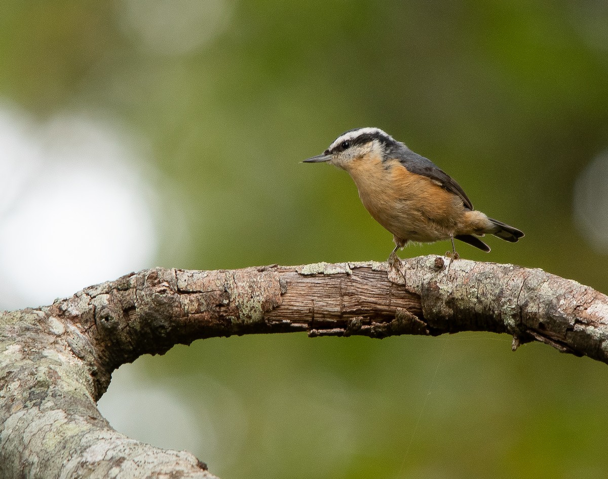 Red-breasted Nuthatch - ML270252691