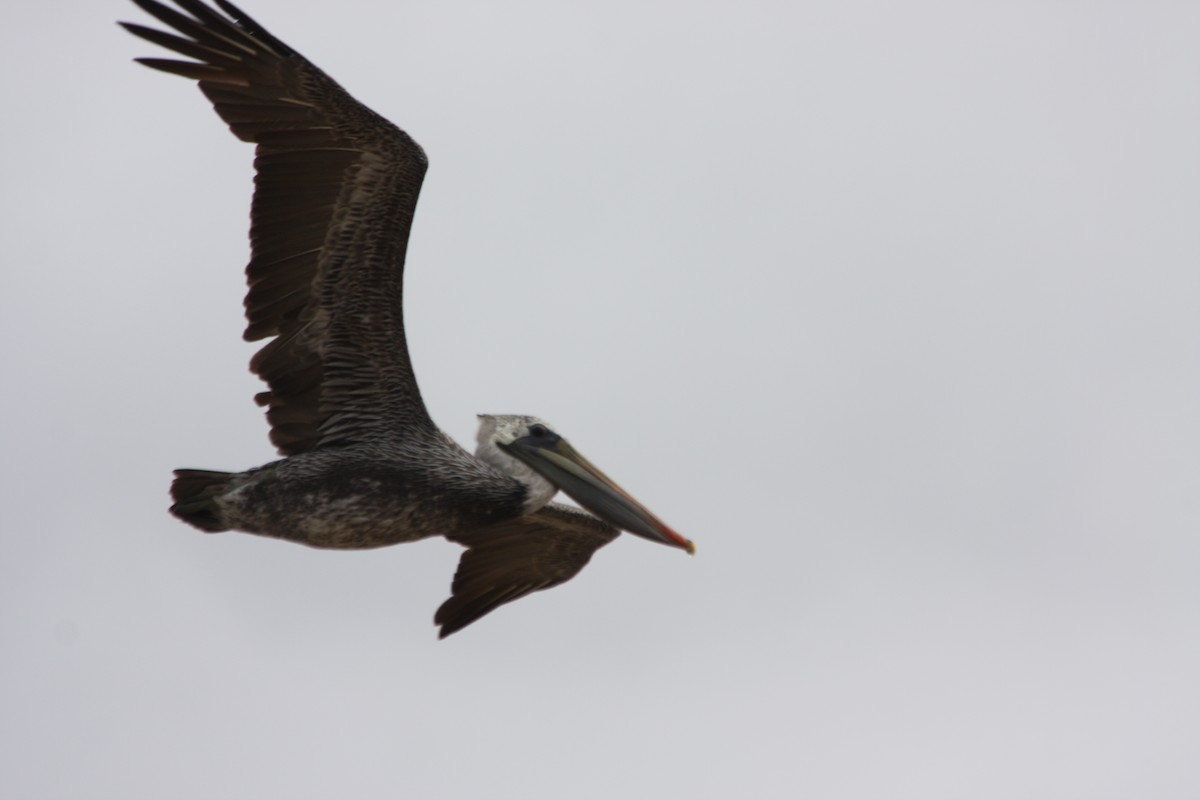 Brown Pelican (California) - ML270253351