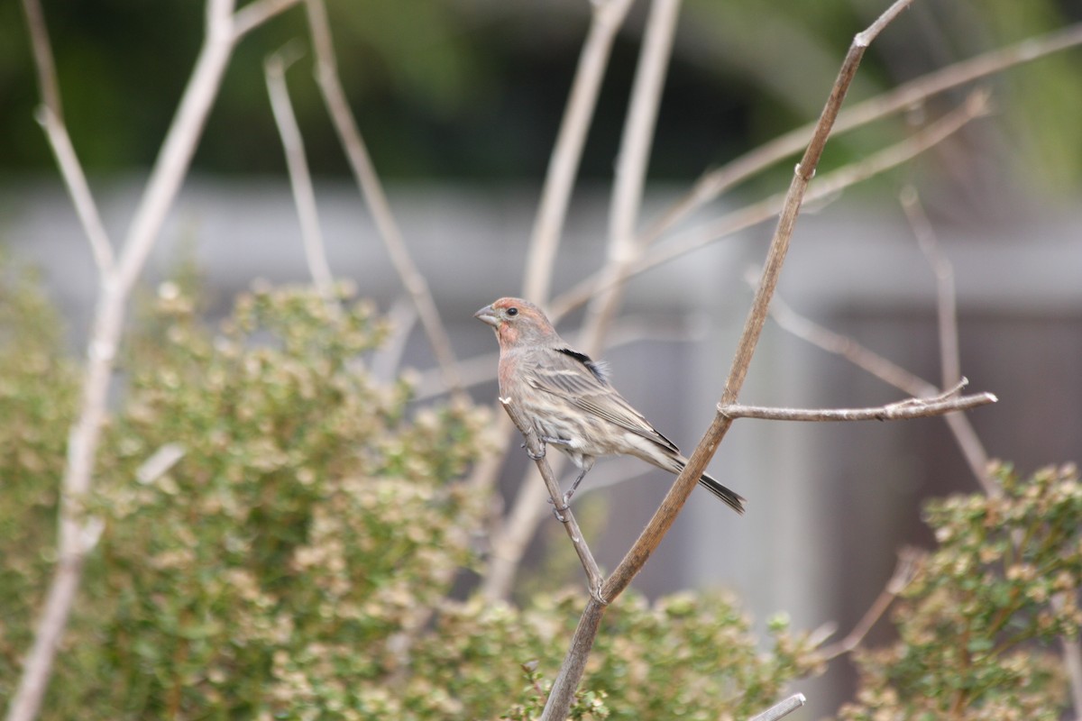 House Finch (Common) - Michael Long