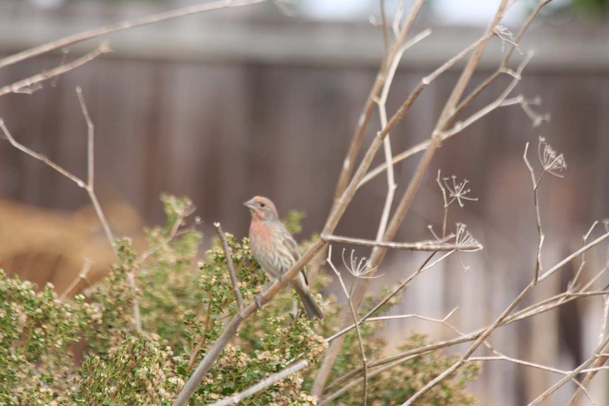 House Finch (Common) - Michael Long