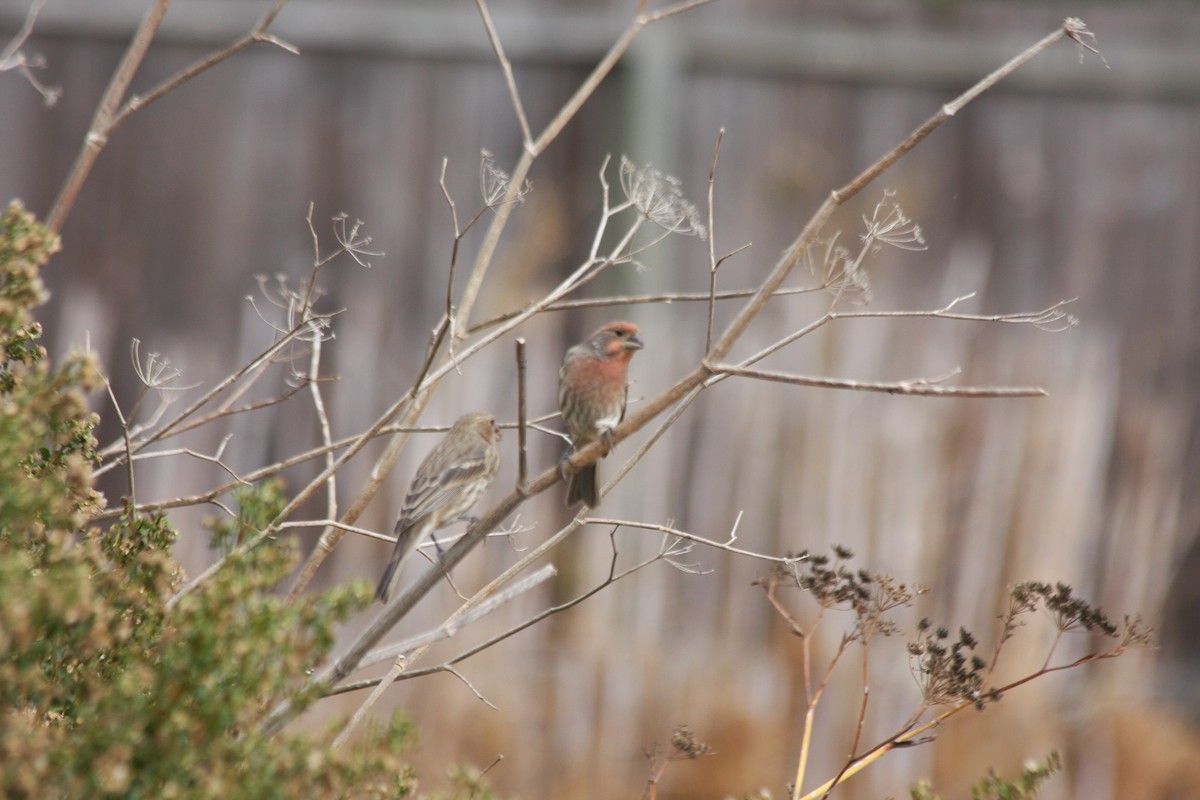 House Finch (Common) - ML270253611